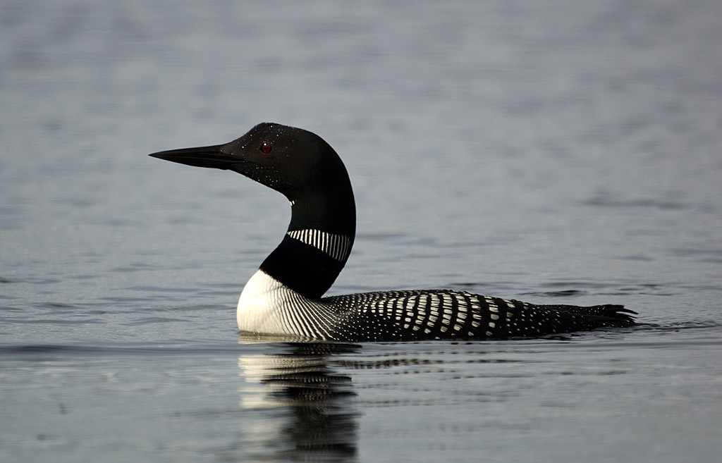 loon1.jpg