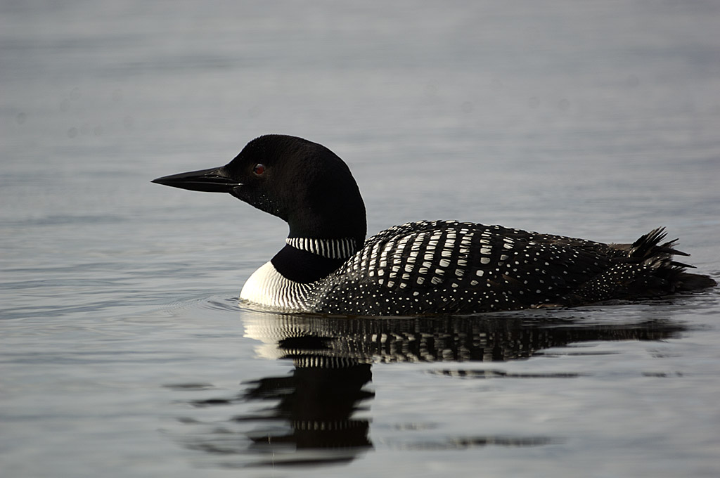 loon2.jpg