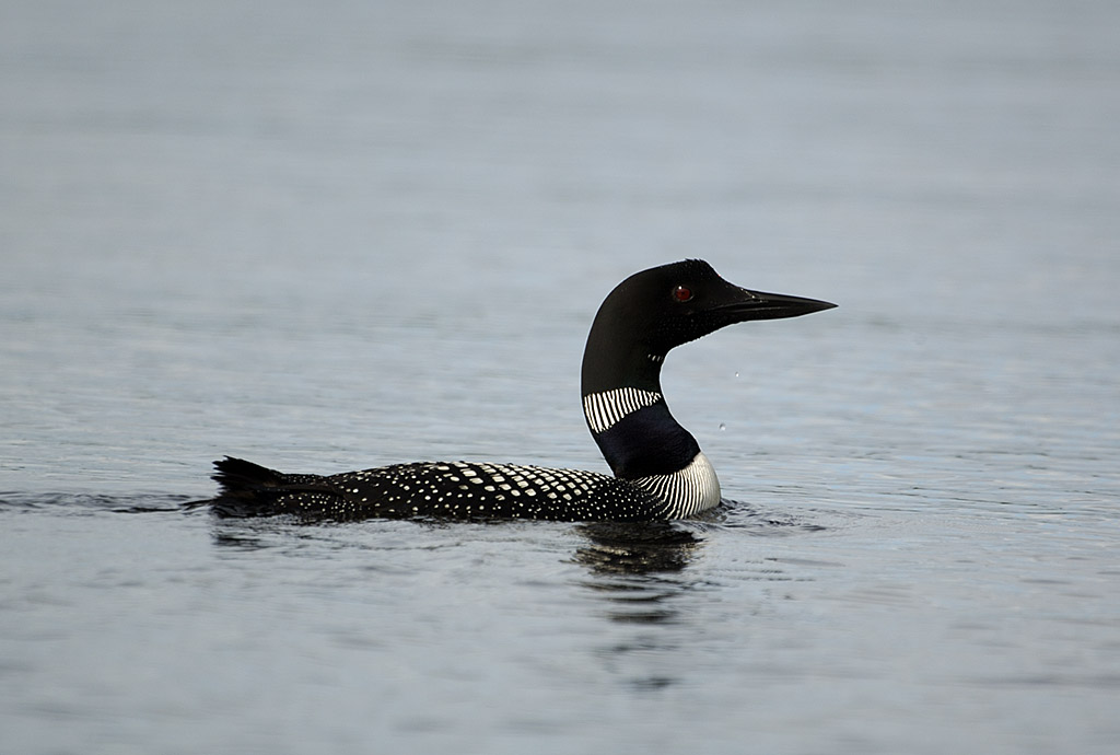 loon3.jpg