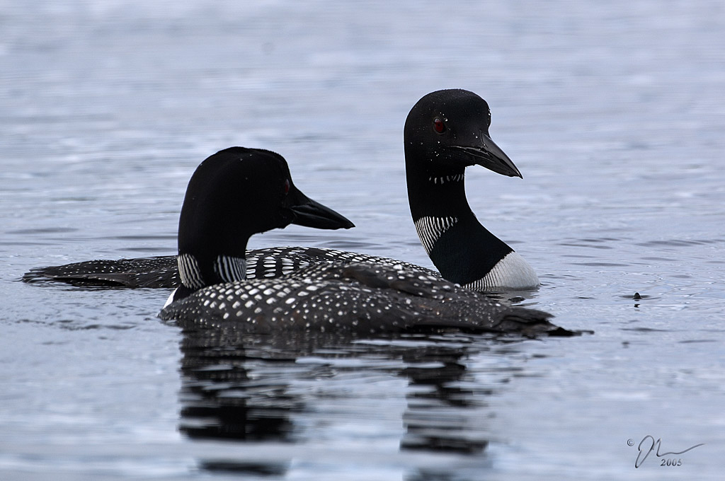 loons1.jpg