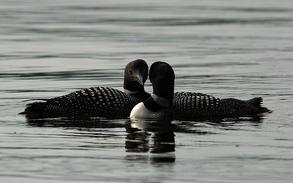 loons3.jpg